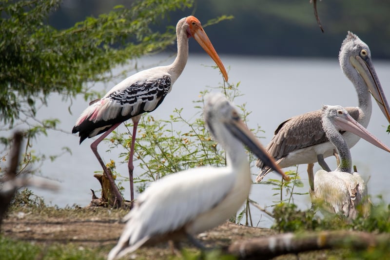 Bird Sanctuaries
